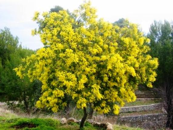 Albero di mimosa